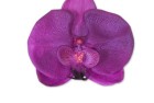 Orchideae