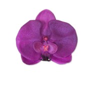Orchideae